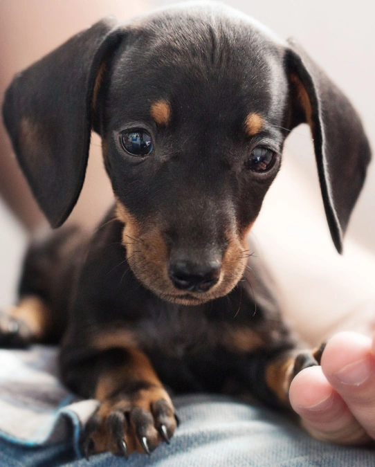 Close-up of a black-and-tan Dachshund puppy with long floppy ears, lying on a person's lap and looking directly at the camera, one paw resting near the person's hand.